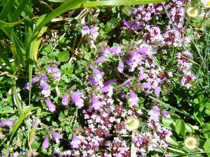 Acinos alpinus e Thymus sp.